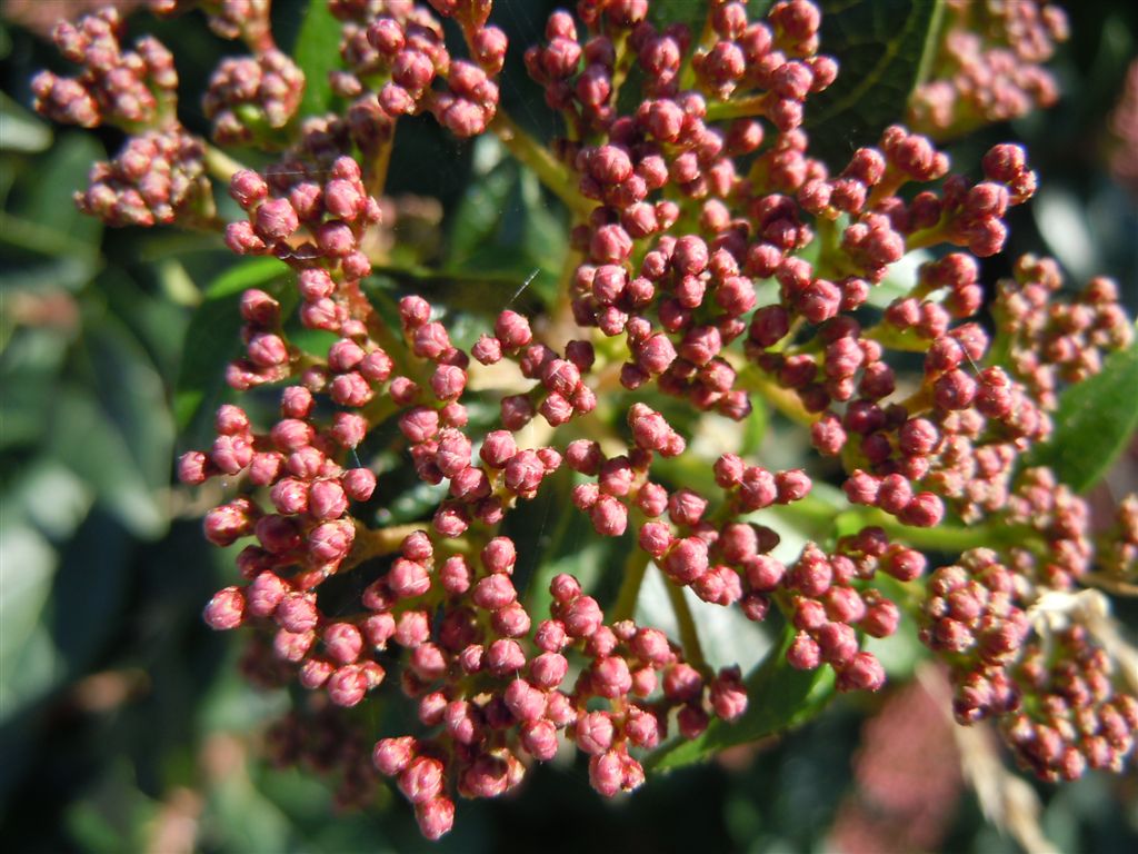 Viburnum tinus